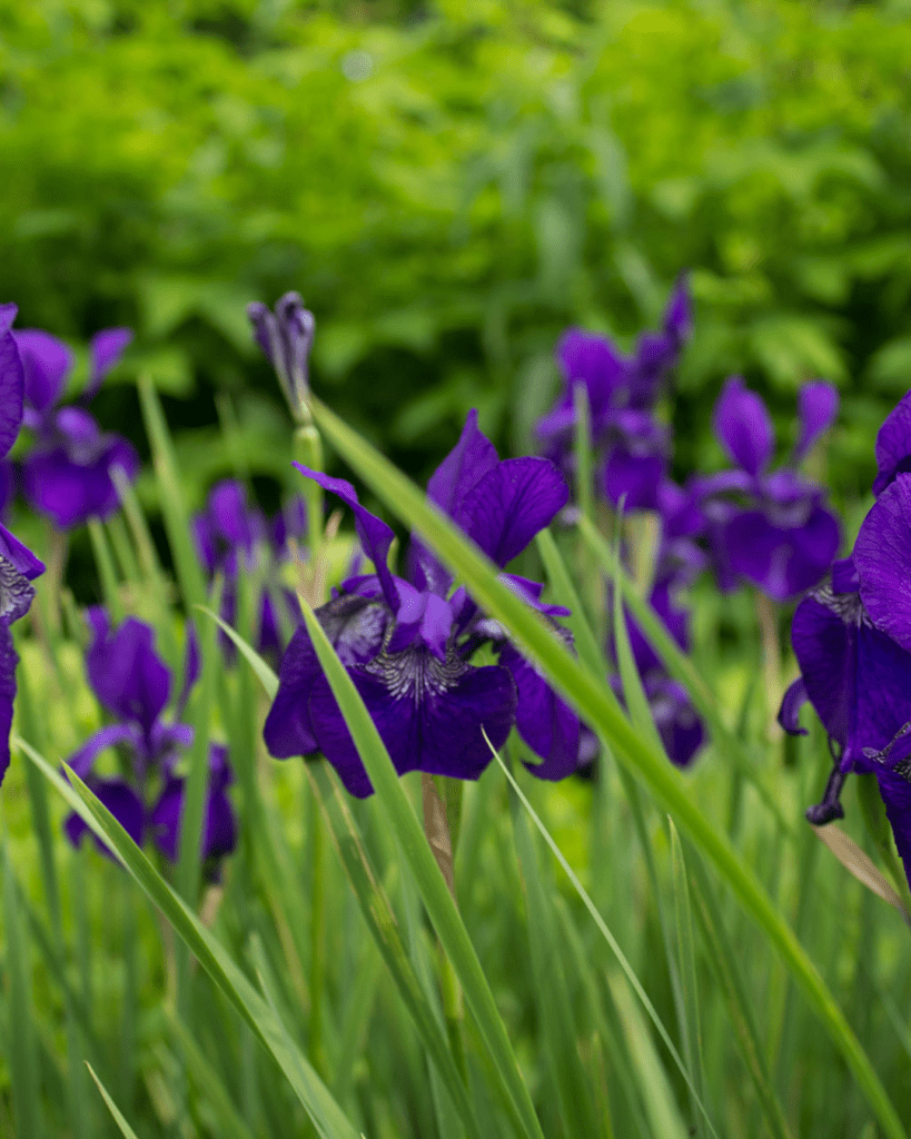 iris flor del mes de abril