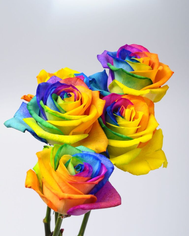 Día del Orgullo