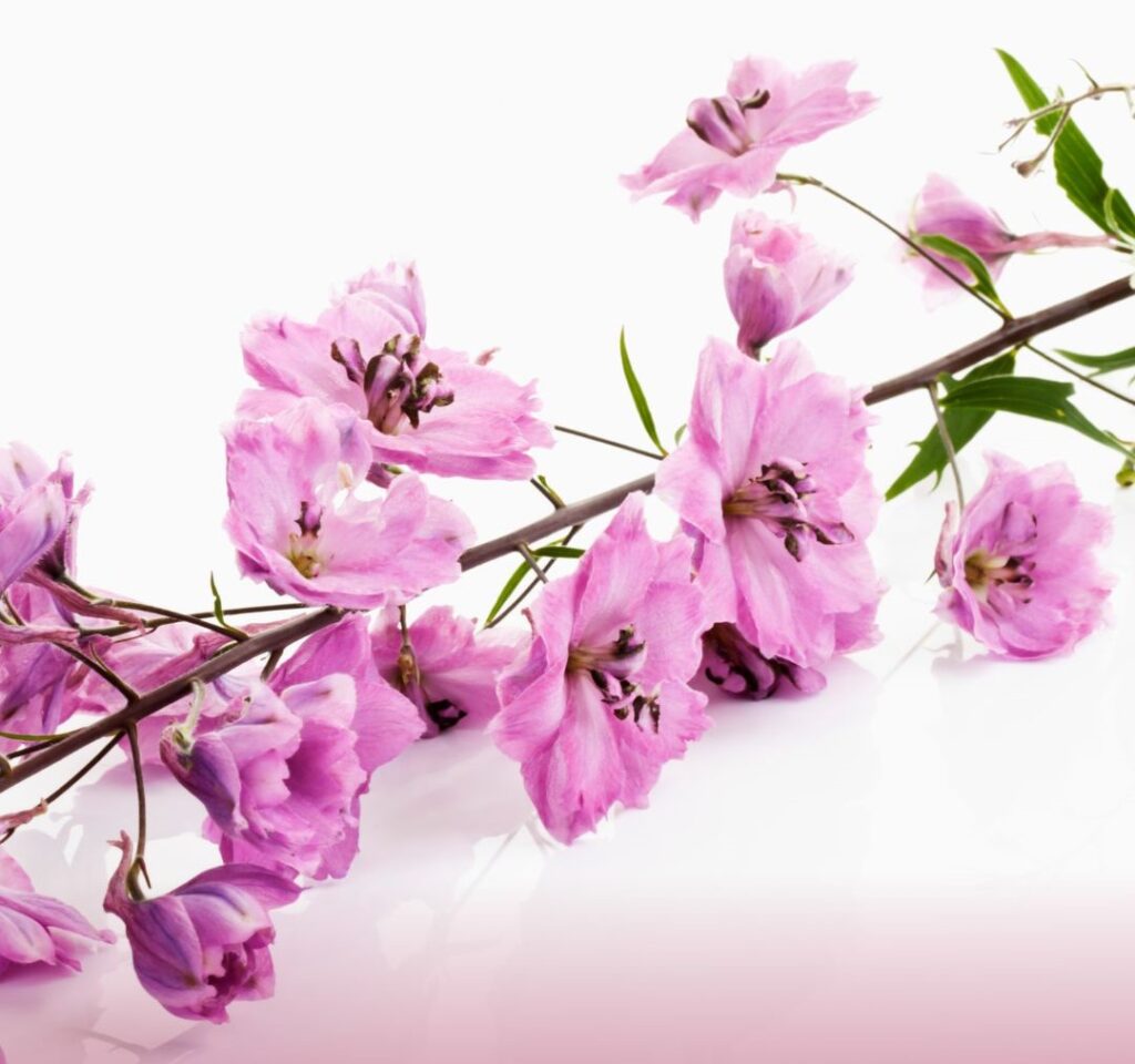 DELPHINIUM