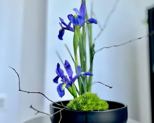 Flor del mes Abril sin logo