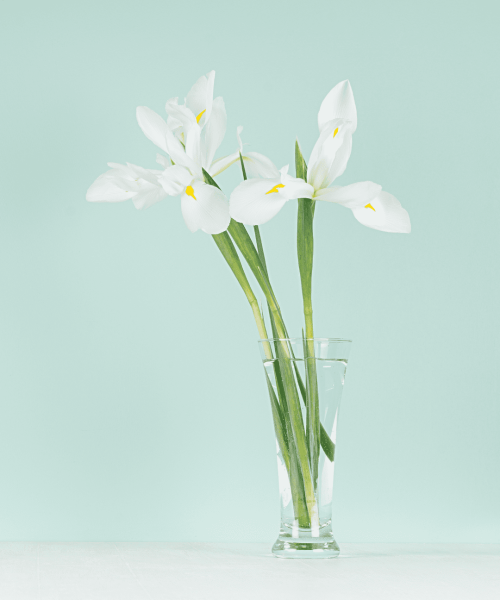 Flor del mes Abril sin logo